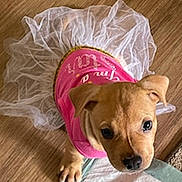 Honey is registered to the contest to win money with this photo: puppy, dog, tutu, pink_dress, tan_puppy, cute, pet, indoor, wood_floor, closeup, big_eyes, portrait, small_dog, canine, paw, nose, ears, costume, looking_up, adorable