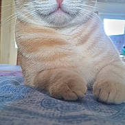 Bandit participe au concours pour gagner de l'argent avec cette photo : cat, tabby, orange_cat, close_up, pet, indoor, fur, whiskers, bedspread, paws, relaxed, animal, cute, domestic_cat, portrait, feline, home, resting, soft_light, sleepy