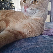 Bandit a rejoint le concours — aidez-le/la à gagner de superbes lots ! animal, cat, christmas_tree, close_up, decorations, ears, eyes, furniture, ginger_cat, home_interior, indoor, mammal, nose, pattern, pet, photography, relaxed, tablecloth, wallpaper, whiskers