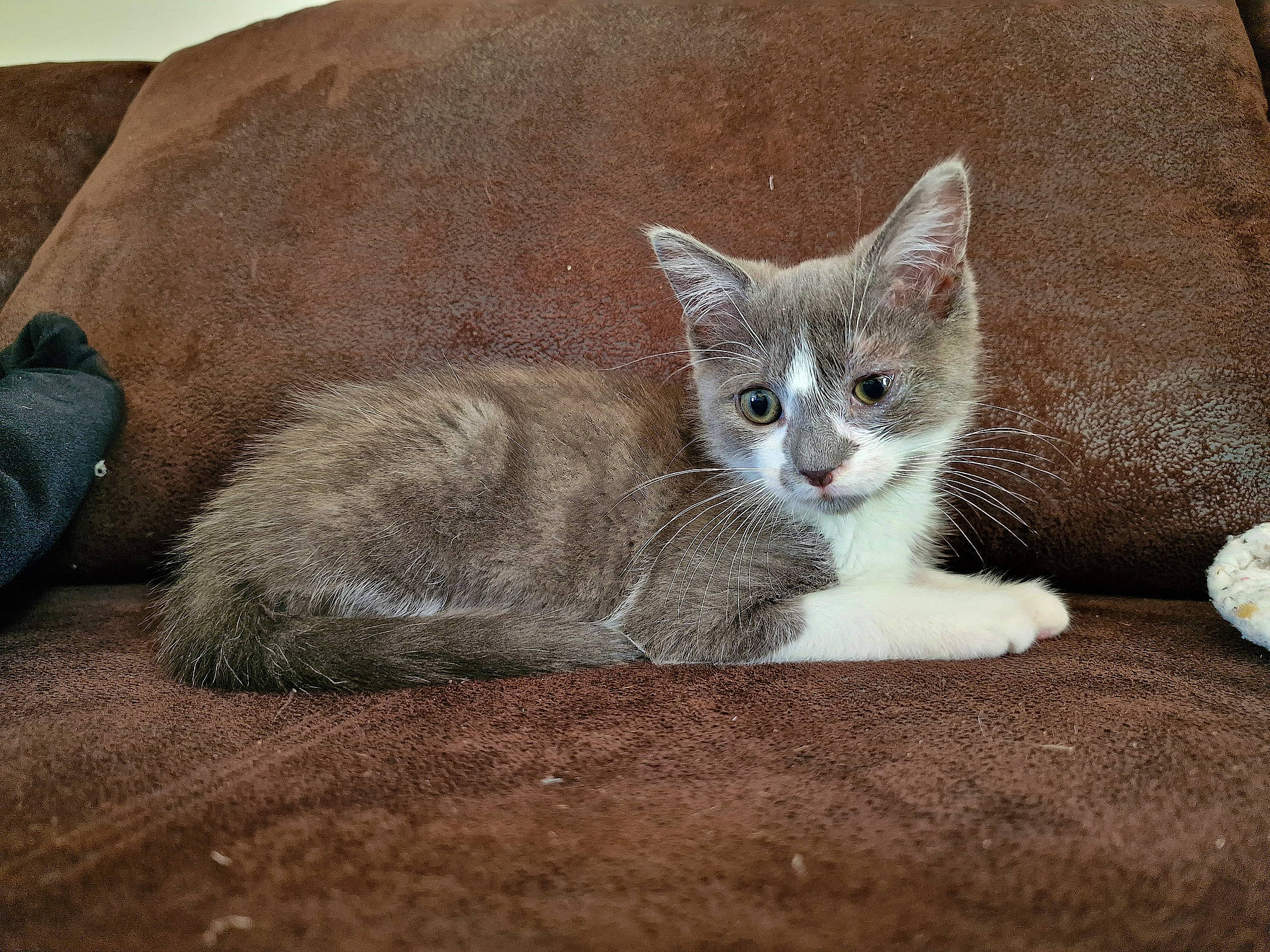 Sally a rejoint le concours — aidez-le/la à gagner de superbes lots ! carnivore, cat, cat_furniture, cat_supply, claw, comfort, domestic_short_haired_cat, fawn, felidae, fur, grey, paw, pet_supply, sitting, small_to_medium_sized_cats, snout, tail, whiskers, window, wood