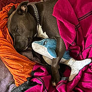 Nala participe au concours pour gagner de l'argent avec cette photo : dog, sleeping, blanket, plush_toy, shark_toy, cozy, resting, pet, fur, collar, chain, indoor, comfort, pink_blanket, orange_blanket, purple_blanket, animal, cute, relaxation, soft
