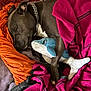 dog, sleeping, blanket, plush_toy, shark_toy, cozy, resting, pet, fur, collar, chain, indoor, comfort, pink_blanket, orange_blanket, purple_blanket, animal, cute, relaxation, soft