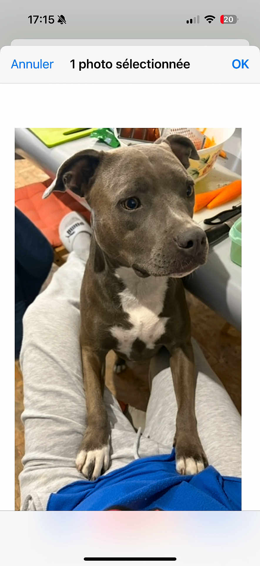 Nala participe au concours pour gagner de l'argent avec cette photo : dog, pet, indoor, person, lap, gray_fur, white_fur, kitchen, table, vegetables, carrot, sweatpants, blue_shirt, paws, curious, domestic, companion, home, floor, casual