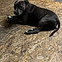 Nala participe au concours pour gagner de l'argent avec cette photo : dog, lying, floor, wooden_floor, indoor, basement, unfinished_room, calm, looking_back, black_dog, chain_collar, ears, tail, paws, texture, plywood, construction, quiet, pet, domestic_animal