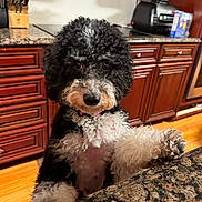Henley is registered to the contest to win money with this photo: dog, curly_fur, black_and_white, kitchen, countertop, granite, cabinet, wood_floor, pet, curious, indoors, paw, standing, closeup, cute, animal, fur, house, domestic, portrait