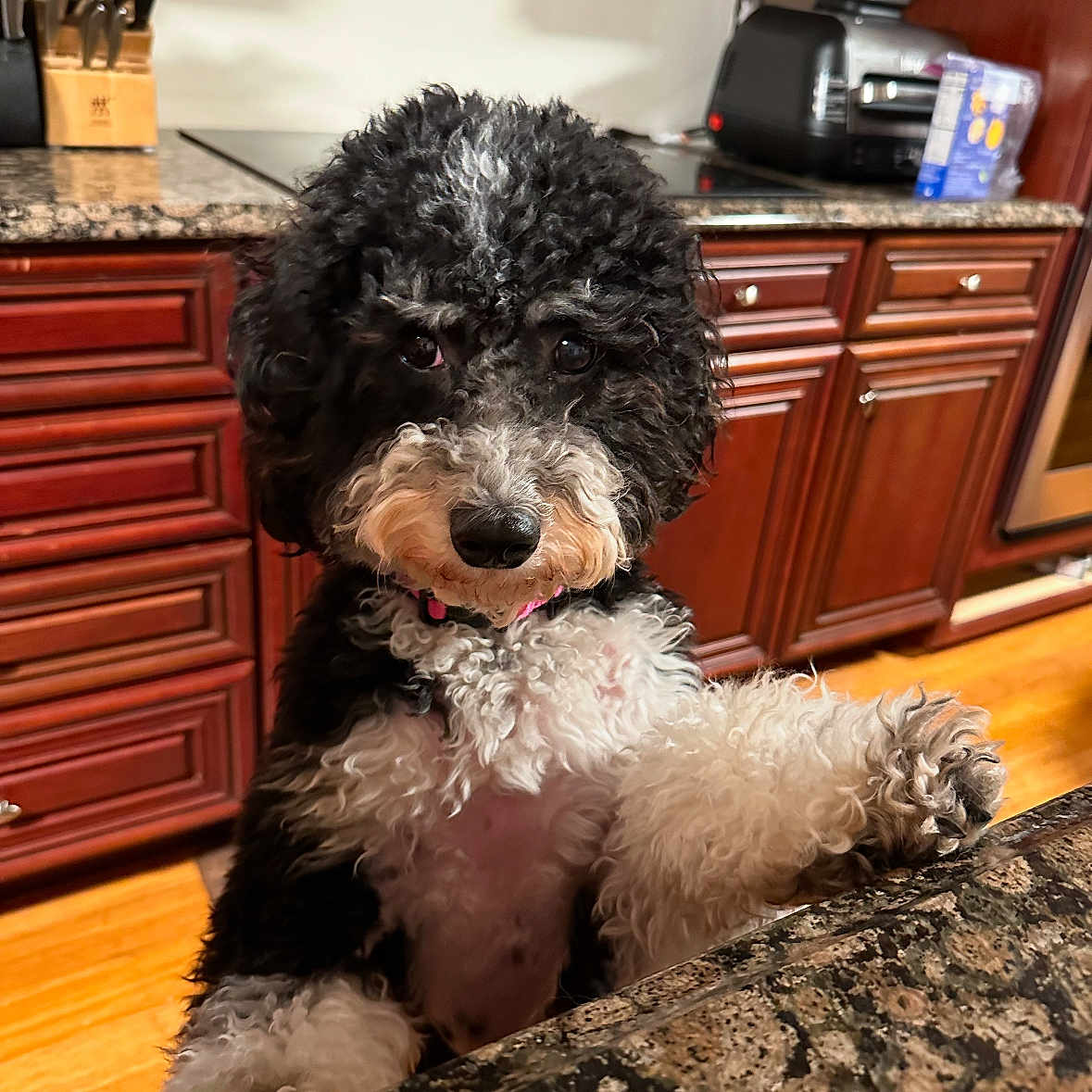 Henley is registered to the contest to win money with this photo: animal, black_and_white, cabinet, closeup, countertop, curious, curly_fur, cute, dog, domestic, fur, granite, house, indoors, kitchen, paw, pet, portrait, standing, wood_floor