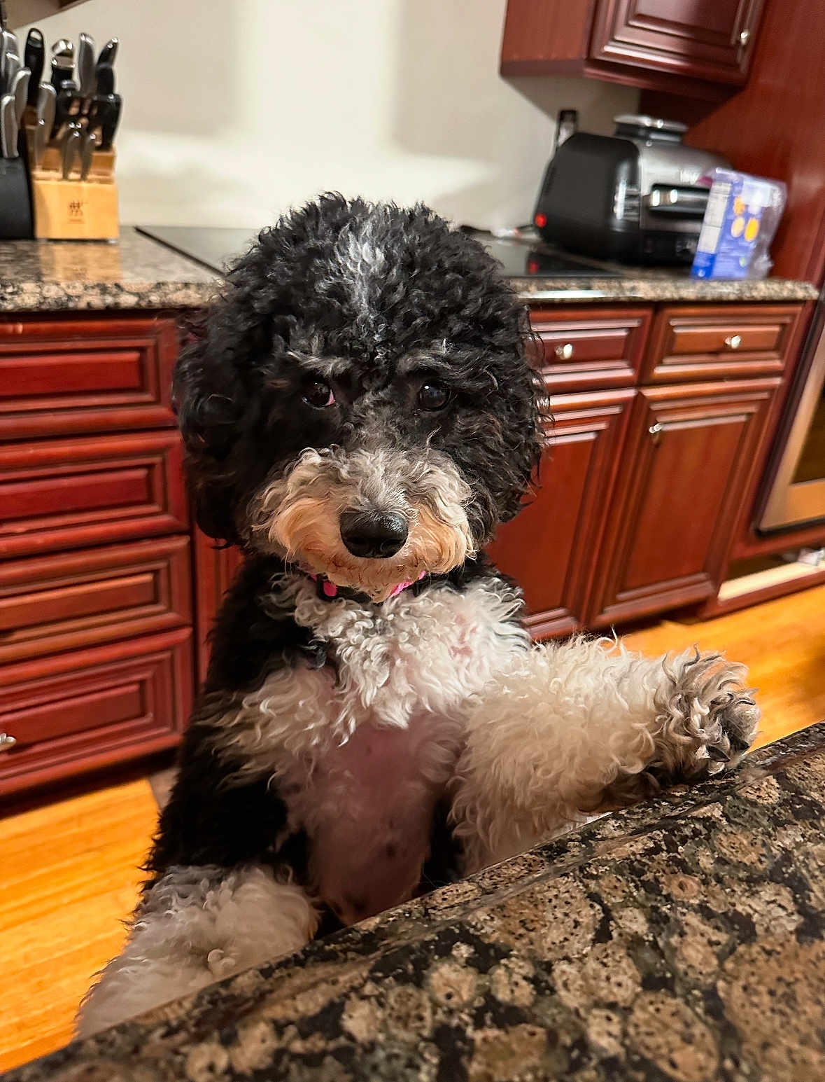 Henley is registered to the contest to win money with this photo: dog, curly_fur, black_and_white, kitchen, countertop, granite, cabinet, wood_floor, pet, curious, indoors, paw, standing, closeup, cute, animal, fur, house, domestic, portrait