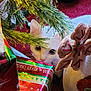 abyssinian, angora, animal, baby, box, cat, conifer, face, fir, food, gift, head, kitten, manx, person, pet, plant, pottedplant, toy, tree