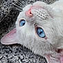 Sugar joined the competition — help win amazing prizes! cat, white_cat, blue_eyes, close_up, whiskers, pink_nose, fur, pet, animal, domestic_cat, sleeping, cozy, texture, blanket, soft, relaxation, portrait, cute, indoor, feline