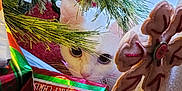 Sugar is registered to the contest to win money with this photo: abyssinian, angora, animal, baby, box, cat, conifer, face, fir, food, gift, head, kitten, manx, person, pet, plant, pottedplant, toy, tree