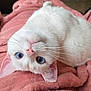 animal, blue_eyes, cat, close_up, cozy, cute, domestic_cat, ears, furry, indoor, nose, pet, pink_blanket, portrait, relaxed, sleepy, soft_texture, upside_down, whiskers, white_cat