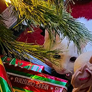 Sugar joined the competition — help win amazing prizes! animal, cat, celebration, christmas, christmas_presents, christmas_tree, closeup, curious_cat, cute, decorations, festive, gift_wrap, greenery, holiday, indoor, pet, pine_branches, red_carpet, white_cat, winter