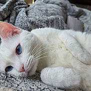 Sugar is registered to the contest to win money with this photo: cat, white_cat, blue_eyes, pet, animal, feline, close_up, cozy, blanket, resting, fur, whiskers, cute, indoor, relaxation, sleepy, paw, soft, domestic_animal, portrait
