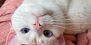 Sugar joined the competition — help win amazing prizes! animal, blue_eyes, cat, closeup, cozy, cute, domestic_cat, feline, fur, indoor, pet, pink_blanket, pink_nose, portrait, relaxed, resting, soft_blanket, upside_down, whiskers, white_cat