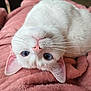 Sugar joined the competition — help win amazing prizes! cat, white_cat, blue_eyes, pink_nose, whiskers, upside_down, soft_blanket, pink_blanket, feline, pet, closeup, cute, domestic_cat, fur, animal, resting, cozy, indoor, portrait, relaxed