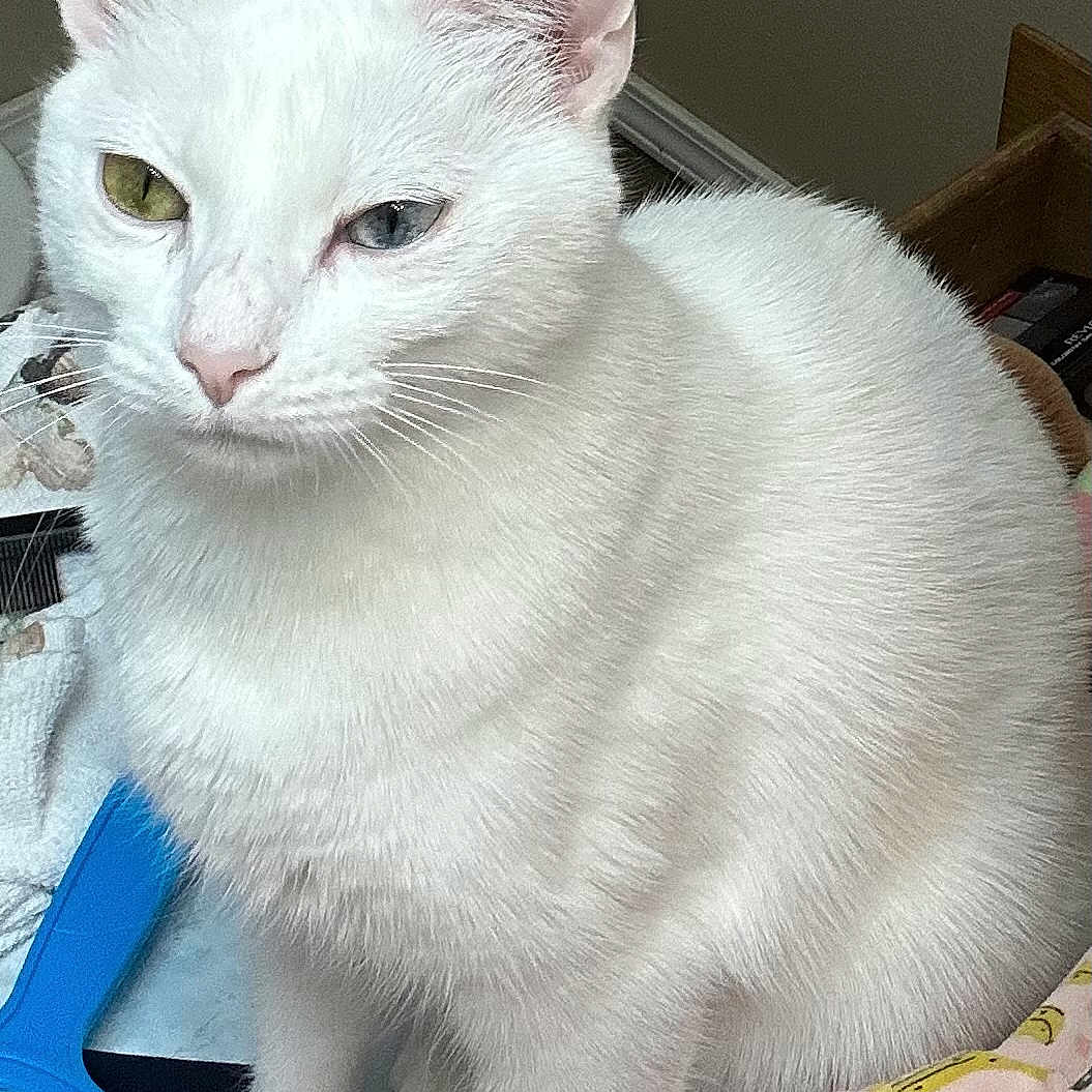 Tilly is registered to the contest to win money with this photo: abyssinian, angora, animal, cat, kitten, manx, pet, siamese, white