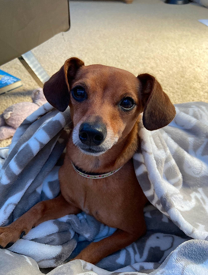 Gilbert joined the competition — help win amazing prizes! carnivore, collar, comfort, companion_dog, dog, dog_breed, dog_clothes, dog_collar, dog_supply, fur, linens, liver, pet_supply, toy_dog, whiskers, working_animal