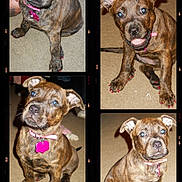 Sasha joined the competition — help win amazing prizes! puppy, dog, brindle, pink_collar, pink_nail_polish, carpet, cute, pet, animal, portrait, indoor, collage, four_puppies, sitting, playful, curious, close_up, young_dog, canine, adorable