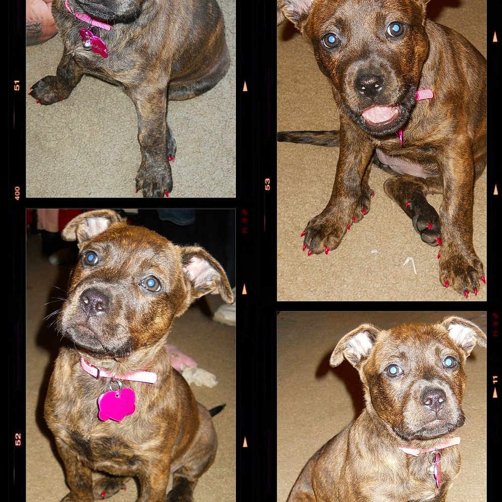 Sasha joined the competition — help win amazing prizes! adorable, animal, brindle, canine, carpet, close_up, collage, curious, cute, dog, four_puppies, indoor, pet, pink_collar, pink_nail_polish, playful, portrait, puppy, sitting, young_dog