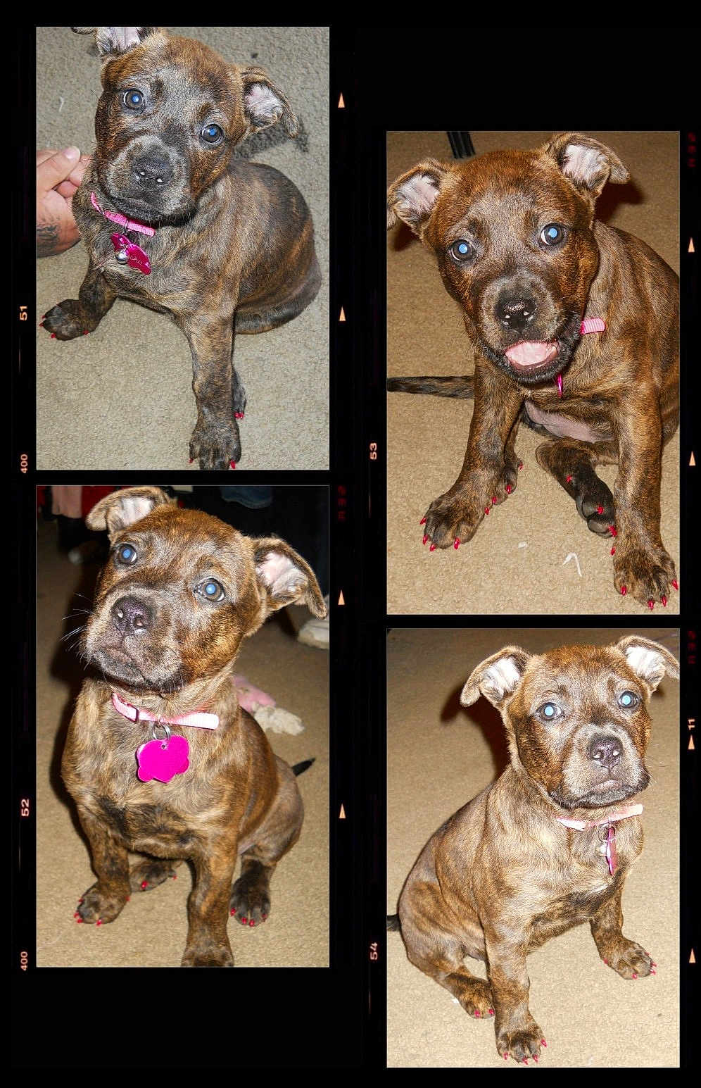 Sasha joined the competition — help win amazing prizes! puppy, dog, brindle, pink_collar, pink_nail_polish, carpet, cute, pet, animal, portrait, indoor, collage, four_puppies, sitting, playful, curious, close_up, young_dog, canine, adorable