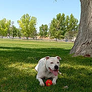Ak-Fourty Seven is registered to the contest to win money with this photo: animal, ball, canine, dog, field, football, grass, grassland, lawn, nature, outdoors, pet, plant, soccer, soccerball, sphere, sport, tennis, tree, treetrunk