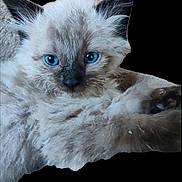 Bobby is registered to the contest to win money with this photo: kitten, cat, blue_eyes, fluffy, fur, pet, animal, closeup, portrait, cute, whiskers, ears, nose, paw, young, domestic_cat, feline, soft, curious, background