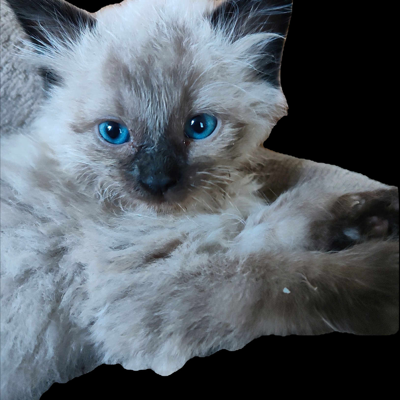 Bobby is registered to the contest to win money with this photo: kitten, cat, blue_eyes, fluffy, fur, pet, animal, closeup, portrait, cute, whiskers, ears, nose, paw, young, domestic_cat, feline, soft, curious, background