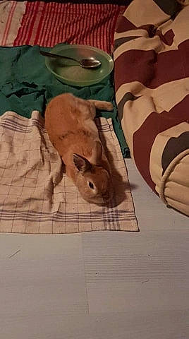 Ramsès participe au concours pour gagner de l'argent avec cette photo : drawing, khaki, linens, paper, paper_product, pattern