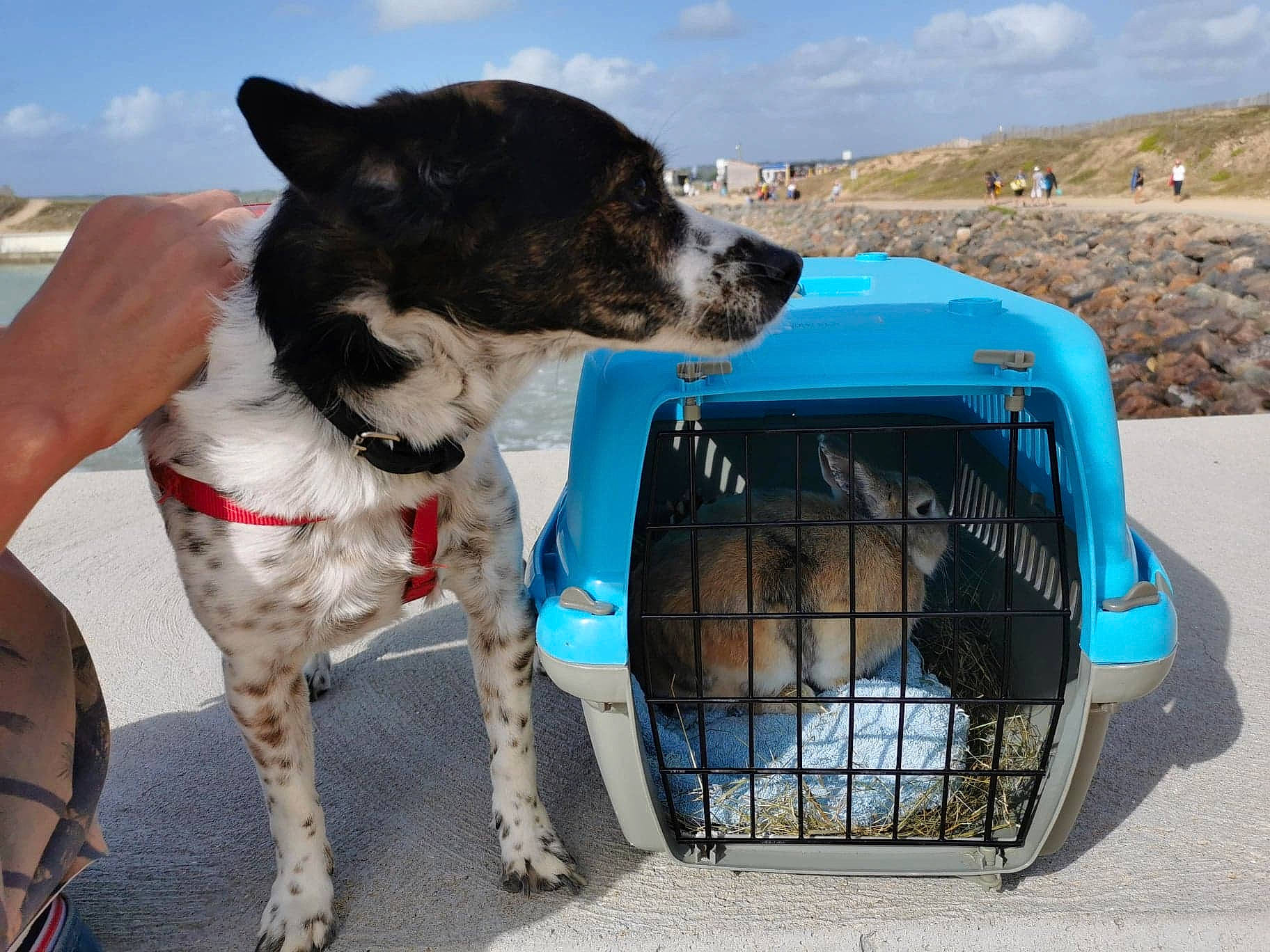 Gina participe au concours pour gagner de l'argent avec cette photo : cage, canidae, carnivore, collar, companion_dog, dog, dog_breed, dog_collar, dog_crate, dog_supply, hunting_dog, kennel, mammal, paw, pet_supply, snout, sporting_group, vertebrate, working_animal, working_dog