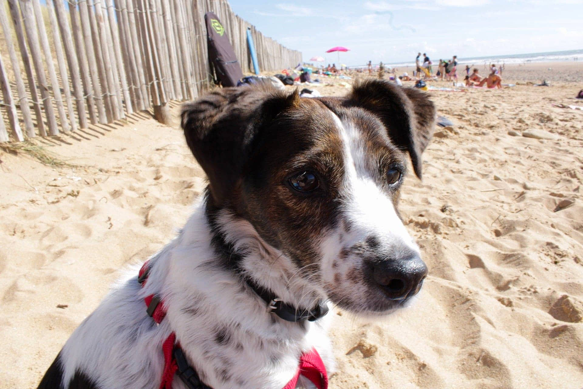 Gina participe au concours pour gagner de l'argent avec cette photo : beach, canidae, carnivore, coast, coastal_and_oceanic_landforms, collar, companion_dog, dog, dog_breed, dog_collar, dog_supply, holiday, people_on_beach, pet_supply, sand, shore, snout, sporting_group, summer, working_animal