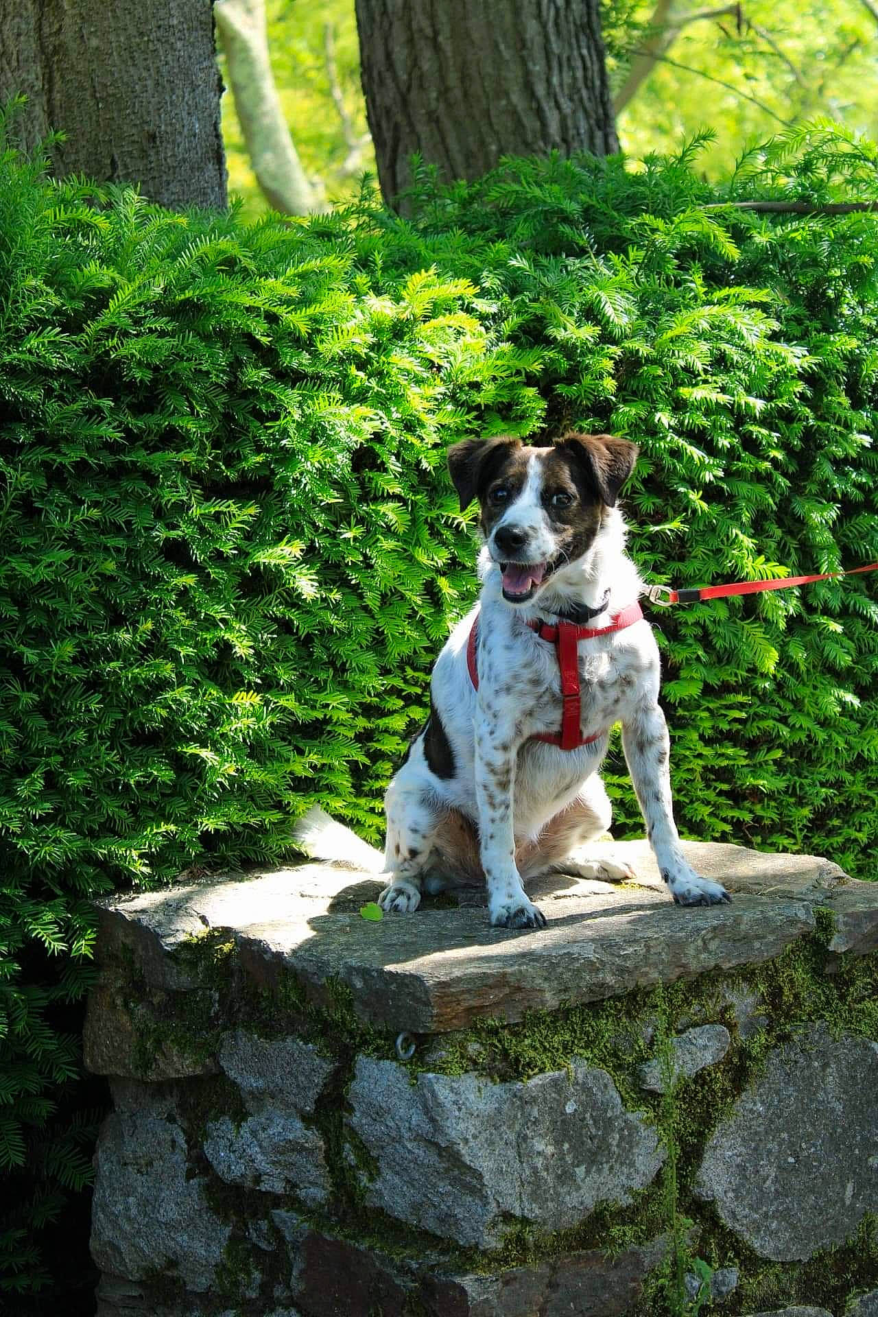 Gina a rejoint le concours — aidez-le/la à gagner de superbes lots ! canidae, carnivore, collar, companion_dog, deciduous, dog, dog_breed, dog_collar, groundcover, hunting_dog, moss, non_vascular_land_plant, shrub, snout, sporting_group, tail, temperate_broadleaf_and_mixed_forest, trunk, woodland, working_dog