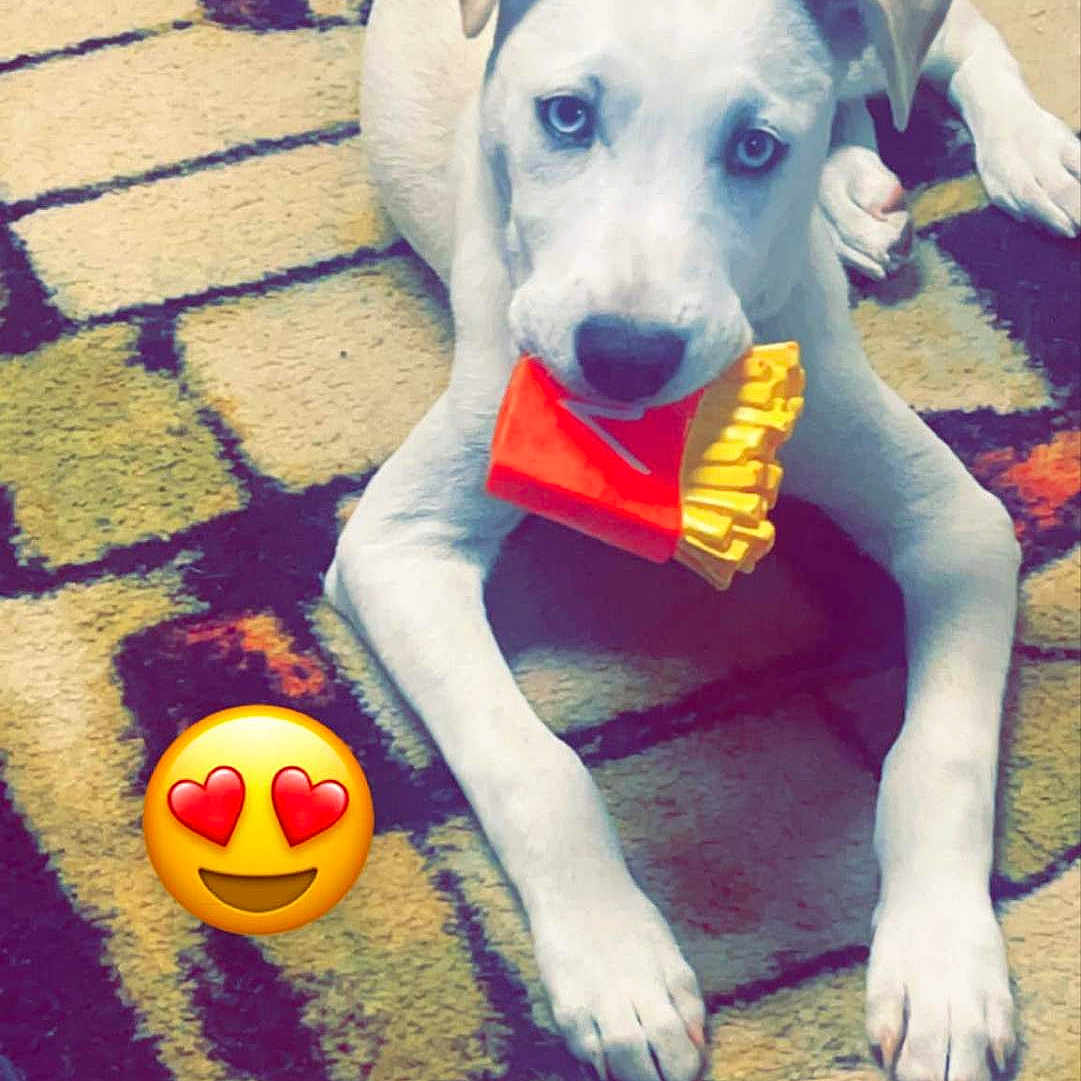 Frankie joined the competition — help win amazing prizes! animal, ball, canine, dog, face, football, head, homedecor, hound, labradorretriever, person, pet, pointer, puppy, soccer, soccerball, sport, tennis, tennisball, whitedog
