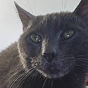 Boo joined the competition — help win amazing prizes! cat, gray_cat, close_up, whiskers, pet, feline, animal, portrait, eyes, fur, indoor, looking_away, domestic_cat, mammal, cute, face, nose, ears, resting, calm