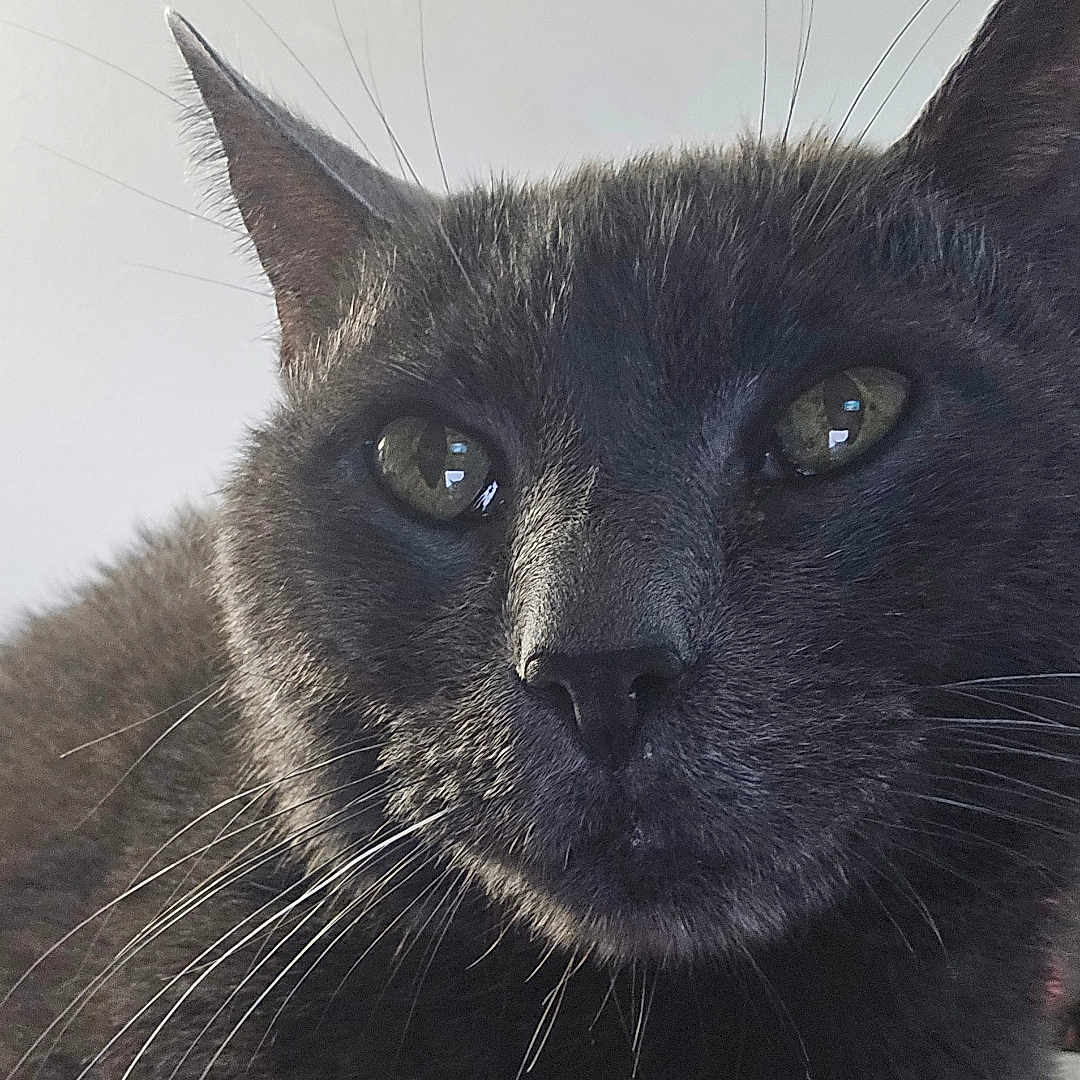 Boo joined the competition — help win amazing prizes! cat, gray_cat, close_up, whiskers, pet, feline, animal, portrait, eyes, fur, indoor, looking_away, domestic_cat, mammal, cute, face, nose, ears, resting, calm