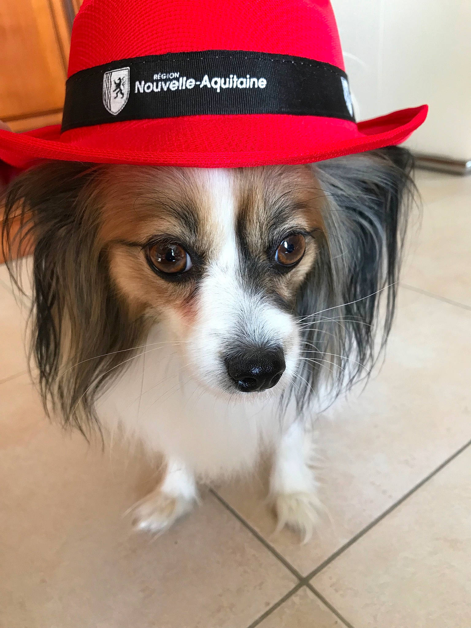 Joy a rejoint le concours — aidez-le/la à gagner de superbes lots ! canidae, carnivore, companion_dog, dog, dog_breed, dog_clothes, fashion_accessory, fedora, hat, headgear, papillon, phalene, puppy, rare_breed_dog, snout, sombrero, sporting_group