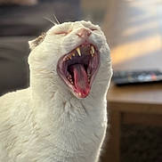Flocon a rejoint le concours — aidez-le/la à gagner de superbes lots ! cat, yawning, white_fur, teeth, tongue, close_up, indoor, pet, animal, feline, fur, mouth_open, cozy, blurred_background, living_room, domestic, cute, whiskers, relaxed, natural_light