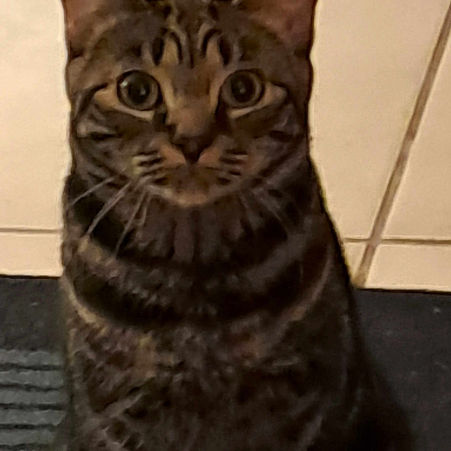 Cammy is registered to the contest to win money with this photo: abyssinian, animal, cat, egyptiancat, kitten, manx, pet