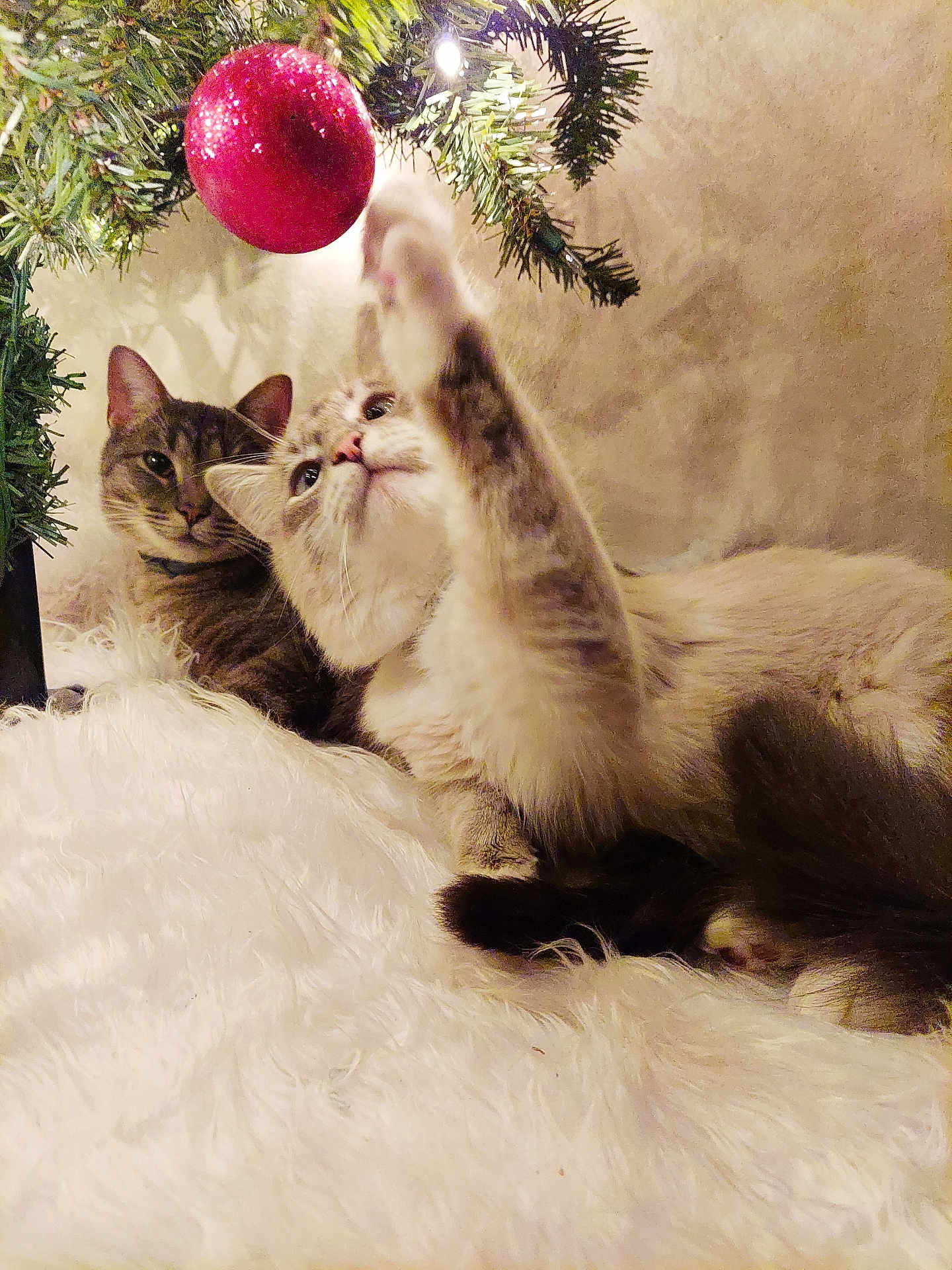 Sugar joined the competition — help win amazing prizes! cat, cats, christmas_tree, ornament, red_ball, fluffy_surface, playing, curious, indoor, holiday, decorations, pets, feline, two_animals, tree_branch, soft_texture, cozy, light, close_up, cute