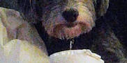 Nae Nae joined the competition — help win amazing prizes! animal, blanket, canine, collar, companion, cozy, cute, dog, domestic, ears, face, fur, indoor, looking, paw, pet, portrait, resting, snout, soft
