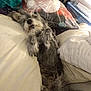 animal, bedroom, blankets, comfort, cozy, cute, dog, fur, furniture, home, indoor, lying_down, messy, pet, pillows, relaxed, resting, scruffy, sleepy, tongue_out