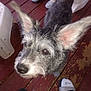 Nae Nae joined the competition — help win amazing prizes! dog, pet, ears, wooden_floor, plastic_chair, footwear, sock, nike, slide_sandal, closeup, brown_eyes, scruffy_fur, outdoor, deck, looking_up, curious, domestic_animal, canine, flooring, person_feet