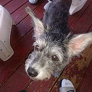 Nae Nae is registered to the contest to win money with this photo: dog, pet, ears, wooden_deck, footwear, slippers, sandals, close_up, curious, brown_eyes, furry, outdoor, casual, animal, companion, looking_up, floor, person, texture, domestic