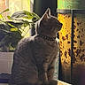 Sheba is registered to the contest to win money with this photo: cat, gray_cat, pet, animal, sitting, profile, collar, whiskers, ears, fur, indoors, houseplant, leaves, aquarium, fish_tank, colorful_background, portrait, side_view, home_decor, natural_light