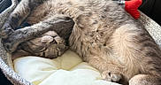 Sheba joined the competition — help win amazing prizes! cats, kitten, sleeping, sleepy, basket, pet_bed, cozy, furry, gray_cat, cream_cat, red_bow, indoors, car_interior, leather_seat, cuddling, relaxed, nap, whiskers, animal_portrait, cute