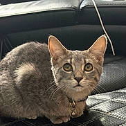 Sheba is registered to the contest to win money with this photo: cat, gray_cat, feline, pet, animal, portrait, close_up, sitting, lying_down, car_interior, car_seat, fur, whiskers, ears, eyes, collar, bell, sunlight, indoor, cute