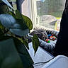 Sheba joined the competition — help win amazing prizes! cat, gray_cat, sleeping, pet, animal, window, indoor, sunlight, plant, leaves, toys, colorful_toys, bedding, blanket, cozy, home, windowsill, foreground, photography, relaxed