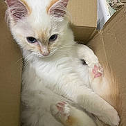 Max is registered to the contest to win money with this photo: cat, fluffy, white, orange, blue_eyes, pink_paw_pads, cardboard_box, pet, cute, feline, whiskers, fur, indoor, relaxed, curled_up, animal, mammal, domestic, cozy, sleepy