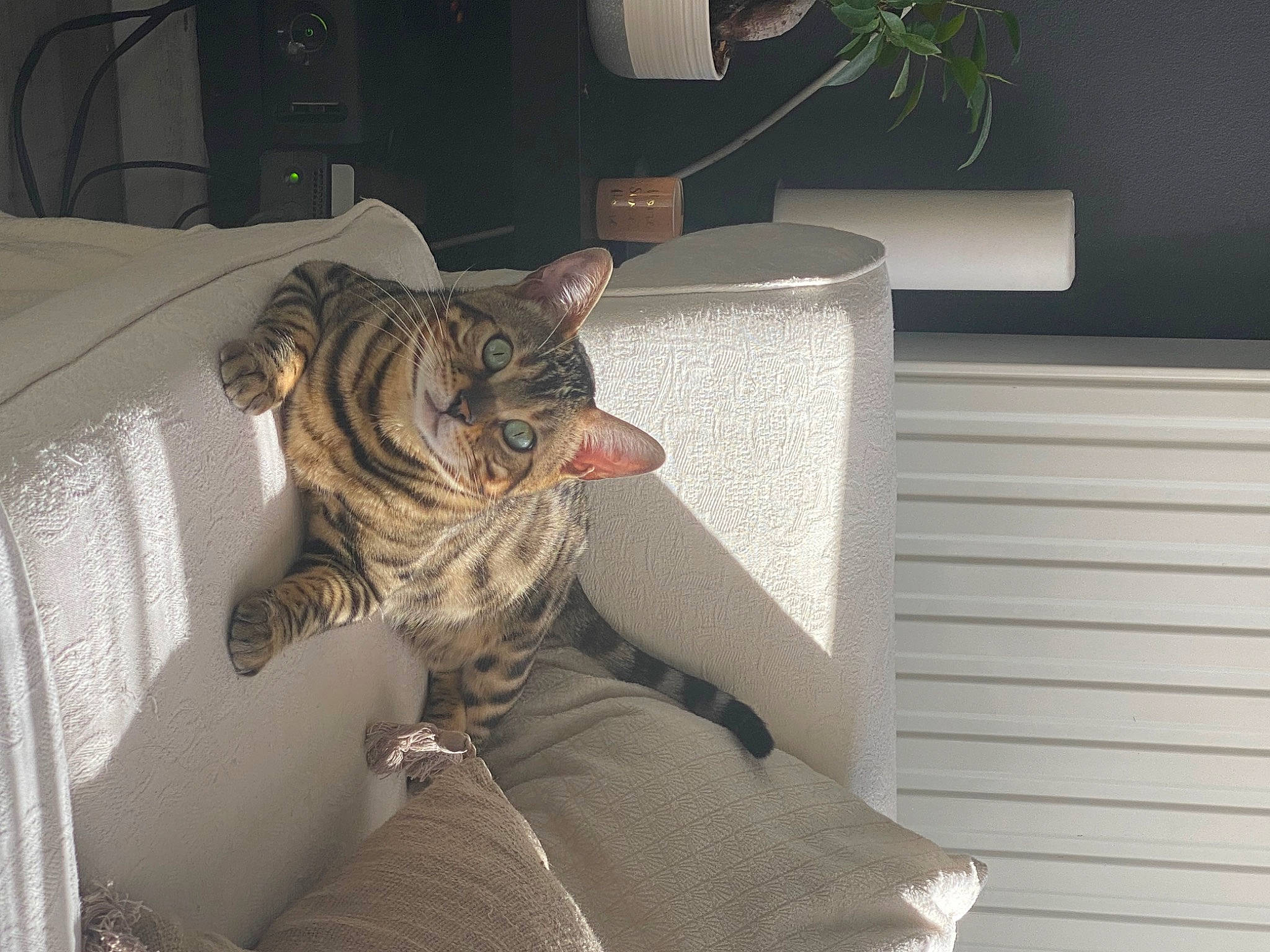 Sanji participe au concours pour gagner de l'argent avec cette photo : big_cats, carnivore, cat, comfort, domestic_short_haired_cat, fawn, felidae, flowerpot, fur, grey, houseplant, nap, plant, room, small_to_medium_sized_cats, tail, terrestrial_animal, whiskers, wildlife, wood