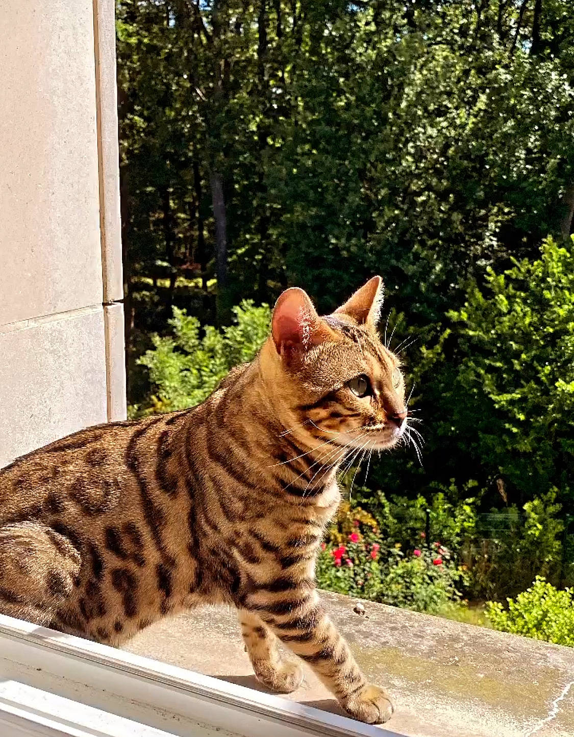 Sanji a rejoint le concours — aidez-le/la à gagner de superbes lots ! carnivore, cat, domestic_short_haired_cat, eye, fawn, felidae, fur, grass, lynx, plant, sitting, small_to_medium_sized_cats, snout, tail, terrestrial_animal, tree, whiskers, wildlife, window