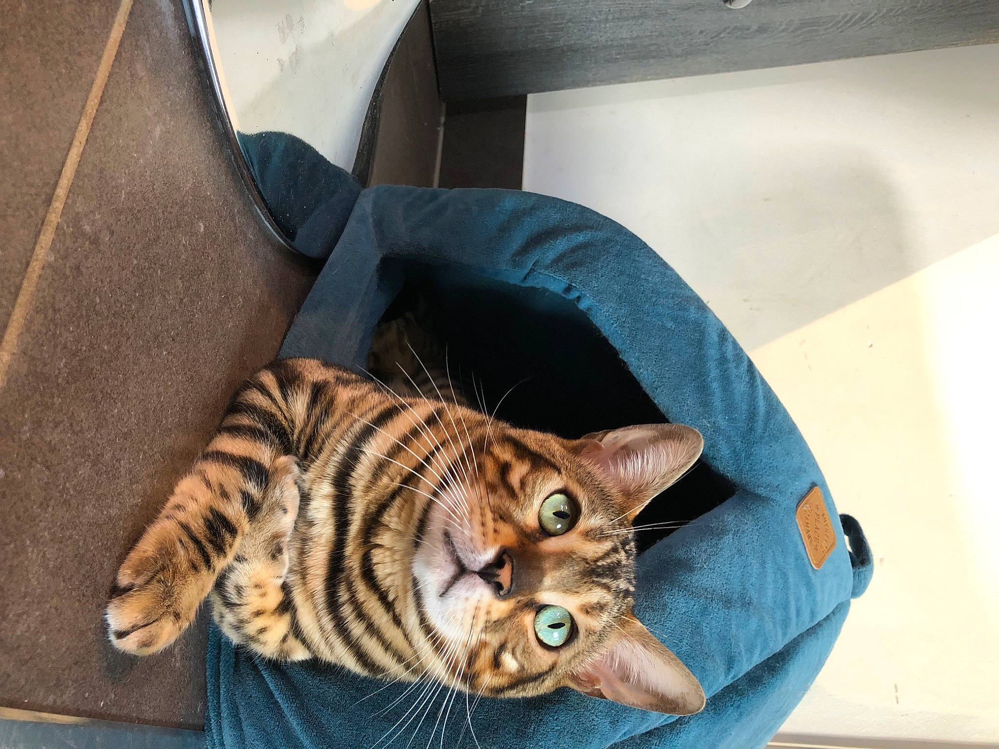 Sanji a rejoint le concours — aidez-le/la à gagner de superbes lots ! car_seat, carnivore, cat, claw, comfort, domestic_short_haired_cat, door, fawn, felidae, fur, pattern, paw, sitting, small_to_medium_sized_cats, tail, terrestrial_animal, vehicle, whiskers, window, wood